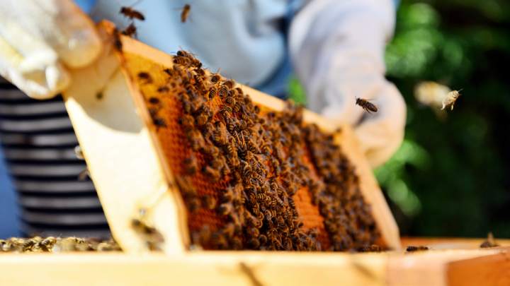 Πρόγραμμα Εκπαίδευσης Μελισσοκόμων CS202